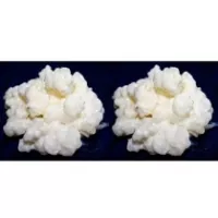 Pack 2x 40g Melkkefir Korrels / Plantje