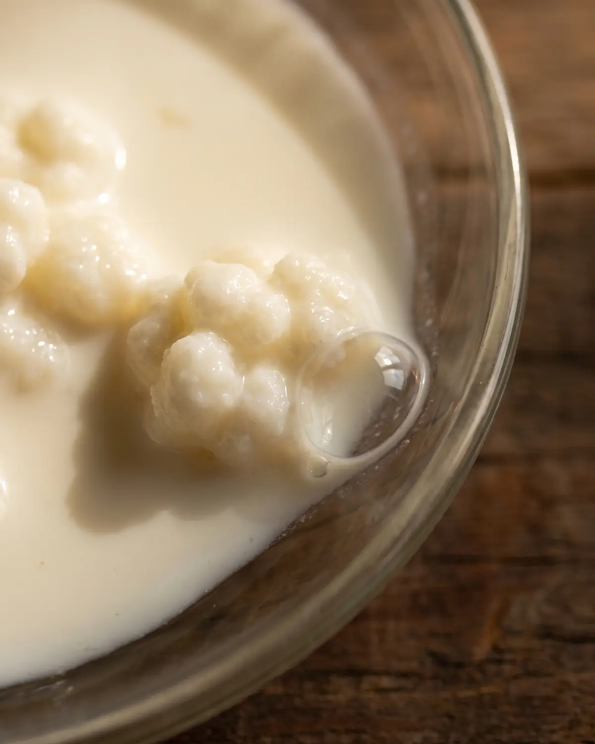 kefir korrels ekoplaza Macro van romige melkkefir met een belletje naast een korrel aan de rand van het glas.